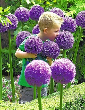 Лук беловолосистый (Лук альбопилосум) Галакси (Allium albopilosum C.H.W) 1 уп. ( 5шт.) 
