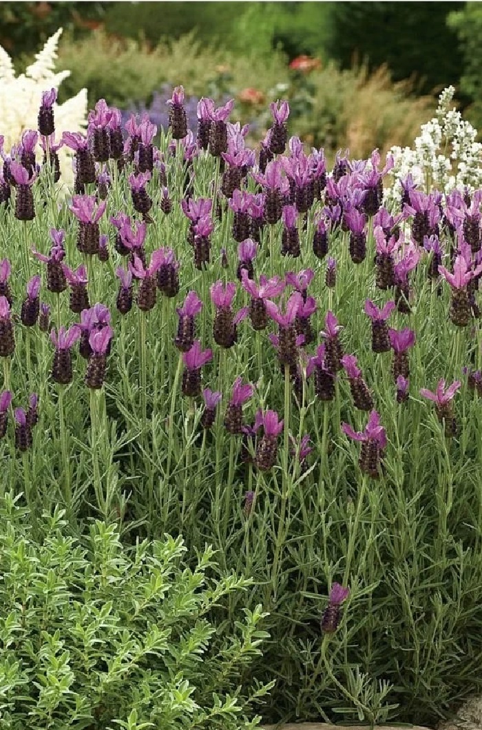 Лаванда Фрагрант баттерфляй ASF 1 шт Р9
Лаванда Фрагрант баттерфляй ASF 1 шт Р9