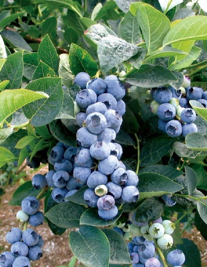 Голубика Блюголд 1 шт
Голубика Блюголд 1 шт