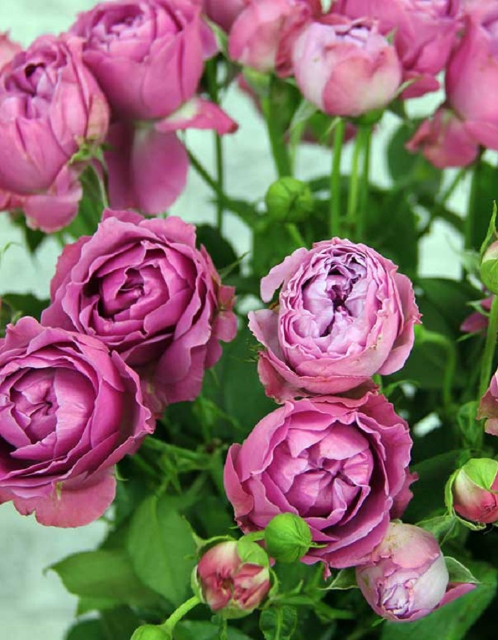 Роза спрей Латин Бабблз
Роза спрей Латин Бабблз