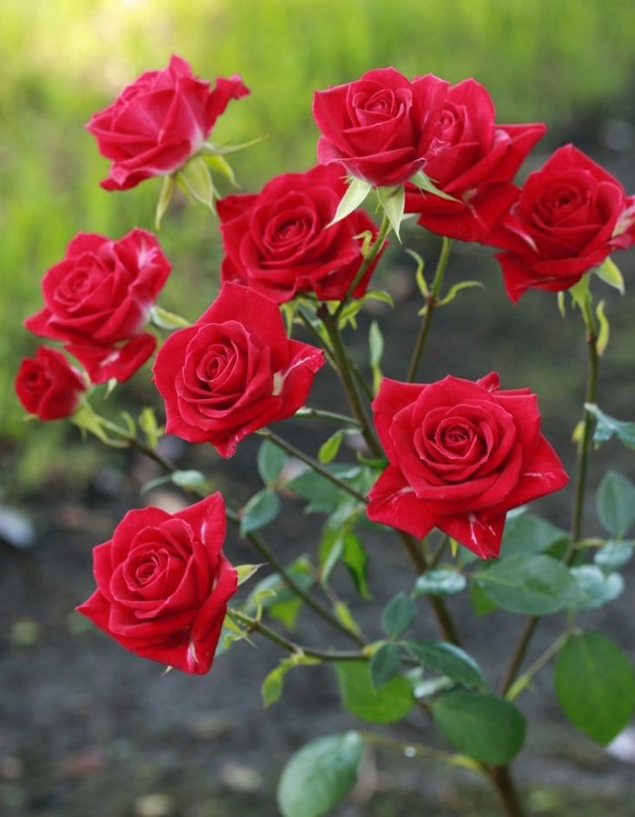 Роза спрей Мирабель
Роза спрей Мирабель