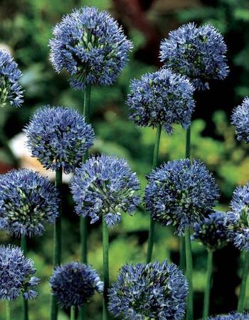 Лук голубой Аквамарин (Allium caeruleum Pall.) 1 уп. ( 5шт.)