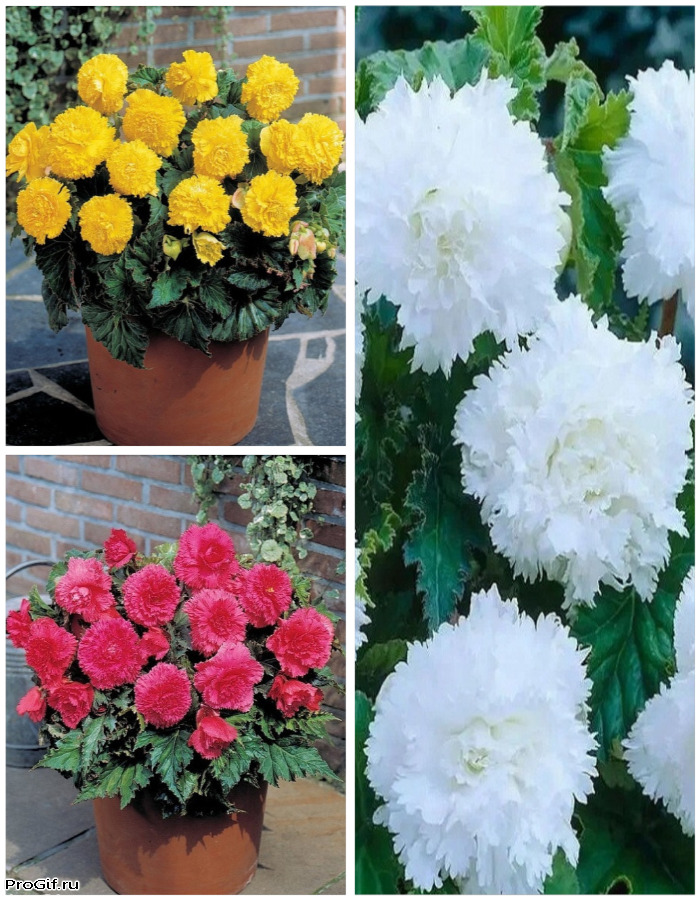 Микс бегоний бахромчатых Притяжение 3 шт.
Микс бегоний бахромчатых Притяжение 3 шт.