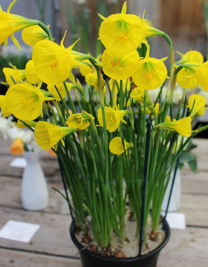 Нарцисс Оксфорд Голд 1 уп.(2 шт.)
Нарцисс Оксфорд Голд 1 уп.(2 шт.)