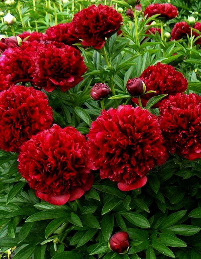 Пион травянистый Хайлайт
Пион травянистый Хайлайт