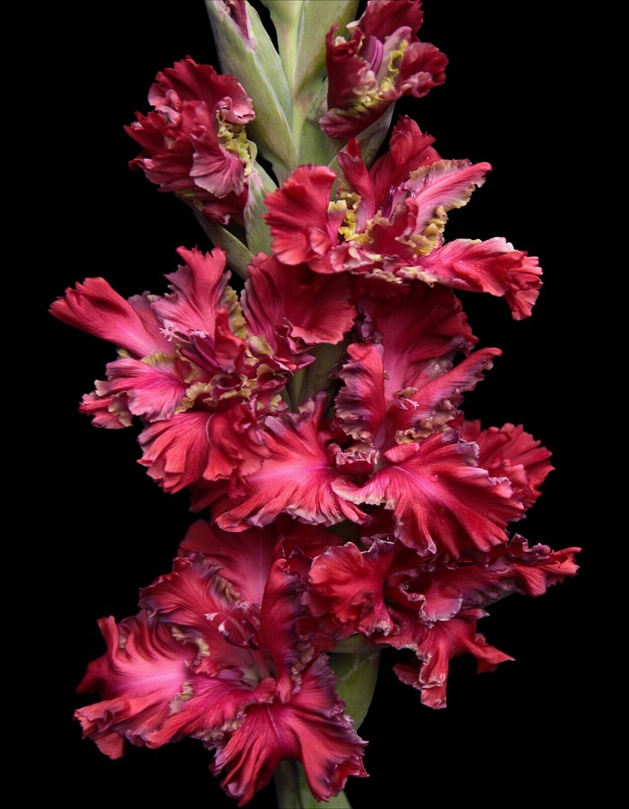 Гладиолус Павел Дацюк 1 уп. (3 шт.)
Гладиолус Павел Дацюк 1 уп. (3 шт.)