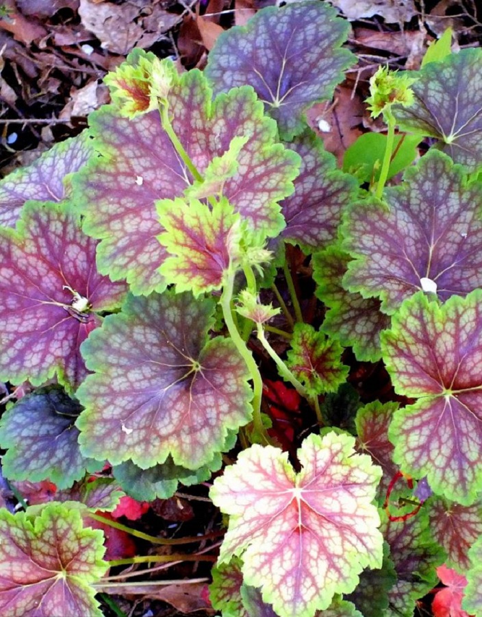 Гейхера Нокаут ASF 1 шт Р9
Гейхера Нокаут ASF 1 шт Р9