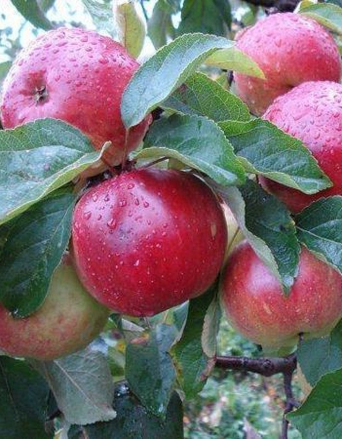 Яблоня Легенда 1 шт
Яблоня Легенда 1 шт