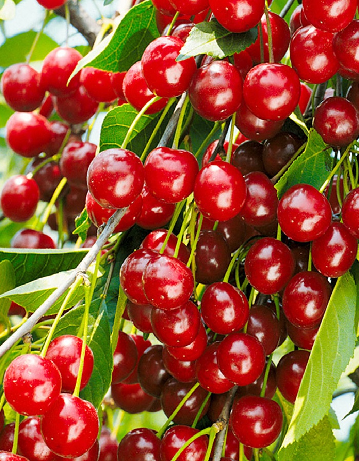 Вишня Щедрая
Вишня Щедрая