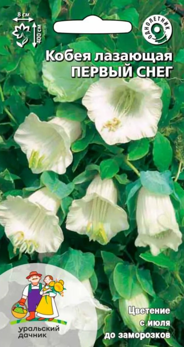 Кобея лазающая Первый снег (УД) 3 шт цв п
Кобея лазающая Первый снег (УД) 3 шт цв п