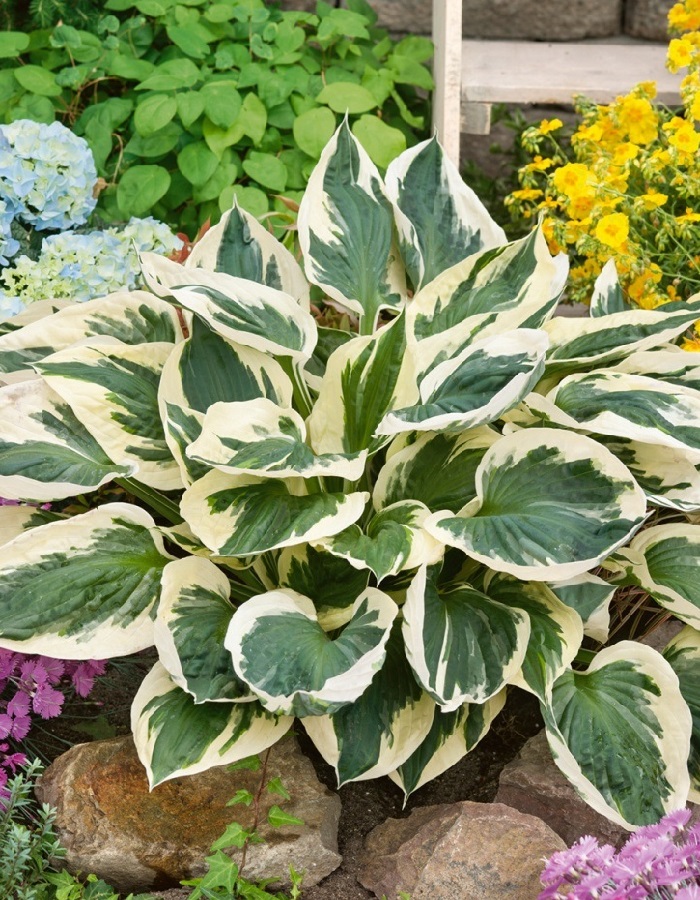 Хоста Патриот
Хоста Патриот