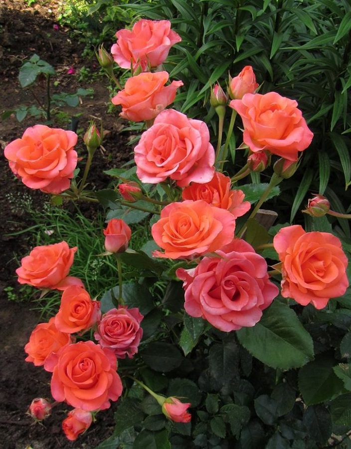 Роза чайно-гибридная Вау
Роза чайно-гибридная Вау