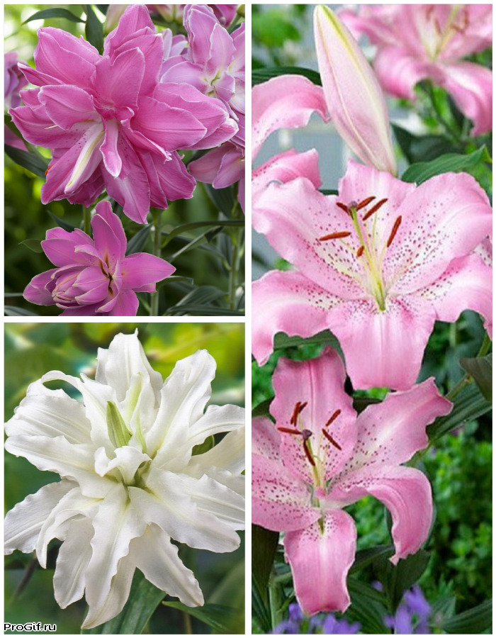 Микс лилий Нежный флёр 3 шт.
Микс лилий Нежный флёр 3 шт.