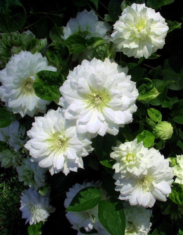 Клематис Дюшес Оф Эдинбург
Клематис Дюшес Оф Эдинбург