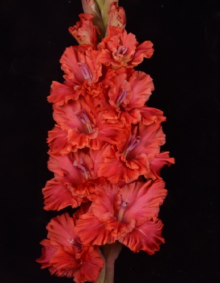 Гладиолус Винни Пух
Гладиолус Винни Пух