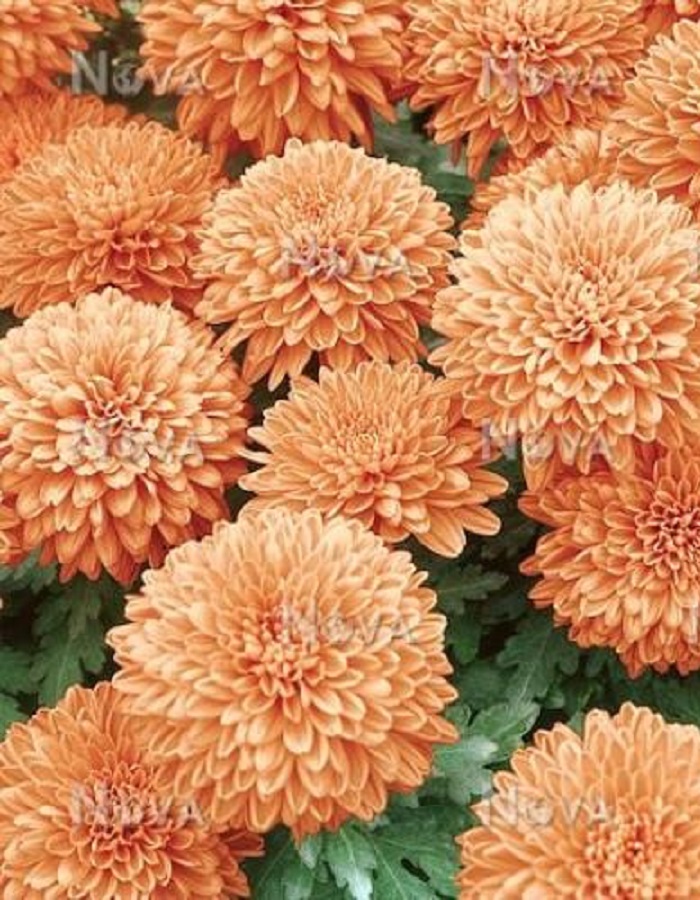 Хризантема Маргарет Салмон
Хризантема Маргарет Салмон