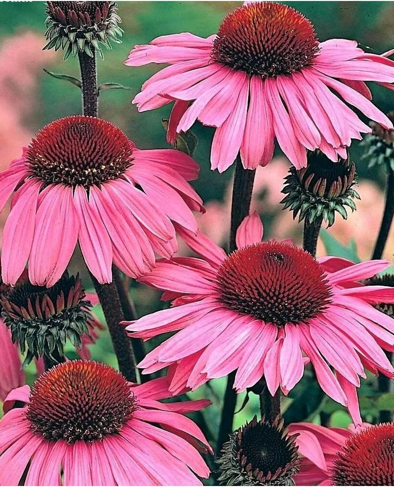 Рудбекия Розовая ASF 1 шт Р9
Рудбекия Розовая ASF 1 шт Р9