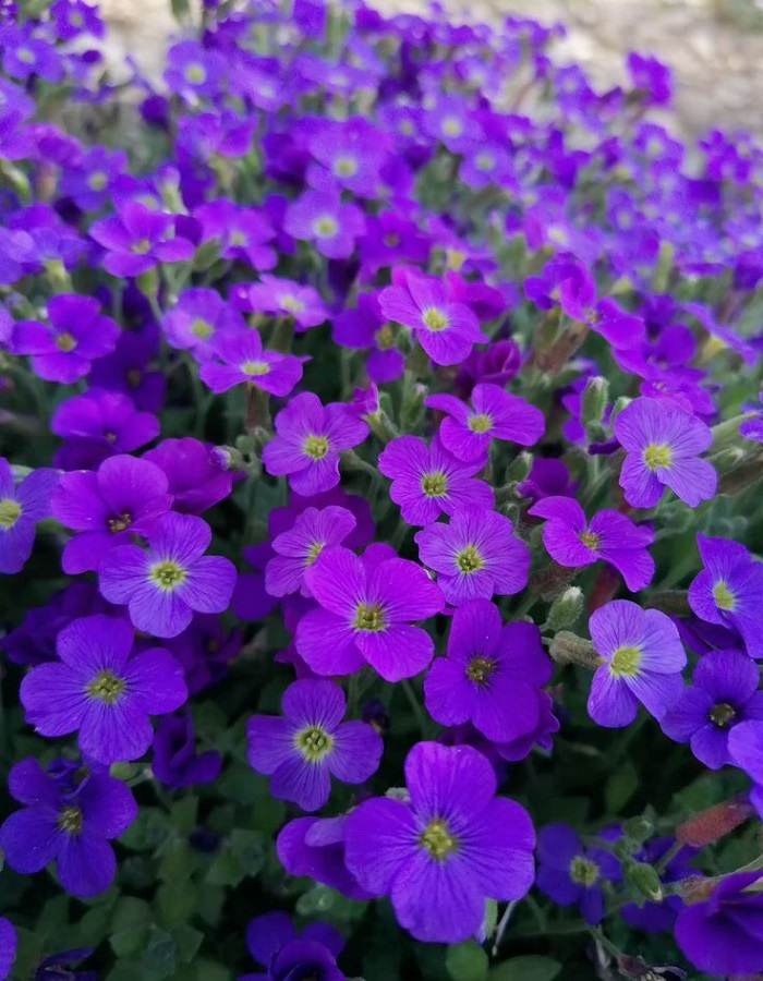 Обриета Флорадо Блю Ай 1 шт Р9
Обриета Флорадо Блю Ай 1 шт Р9