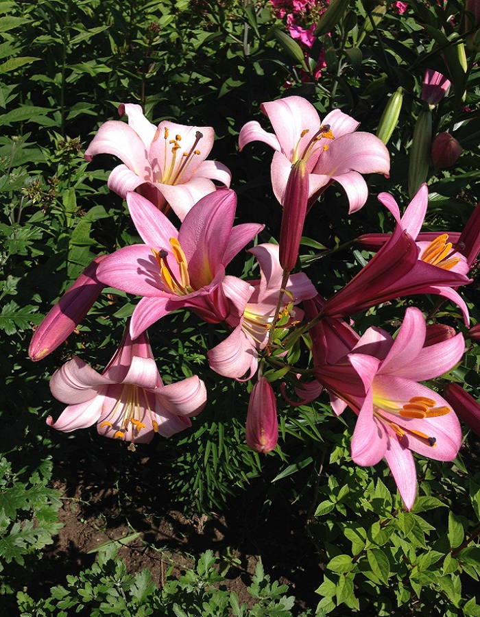 Лилия Пинк Планет
Лилия Пинк Планет