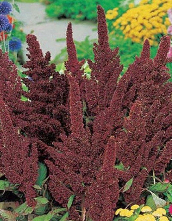 Амарант Сказочный эльф (УД) 0,15 гр цв п
Амарант Сказочный эльф (УД) 0,15 гр цв п