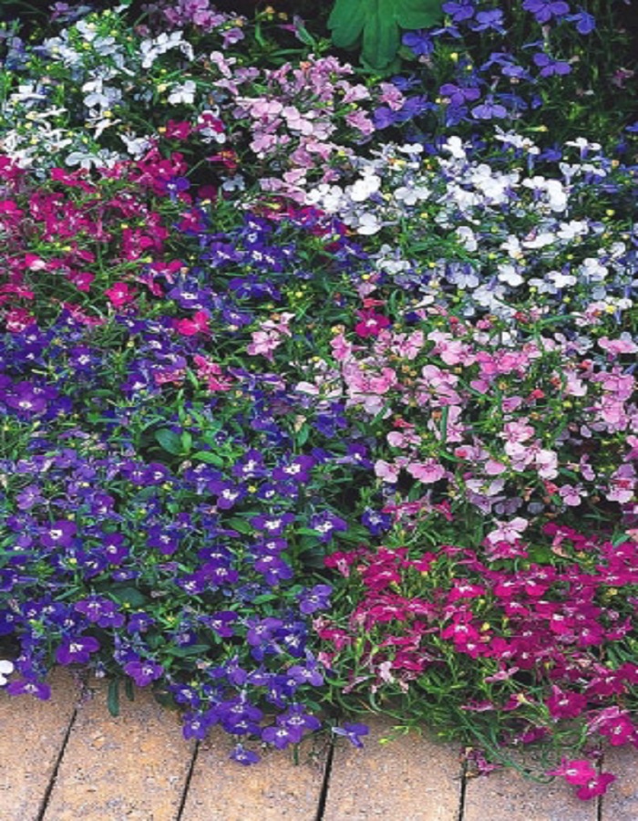 Лобелия Татьяна Микс F1 (УД) 0,05 гр цв п
Лобелия Татьяна Микс F1 (УД) 0,05 гр цв п