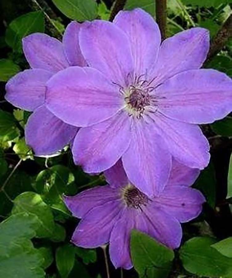 Клематис Балтык 1 шт Р9
Клематис Балтык 1 шт Р9