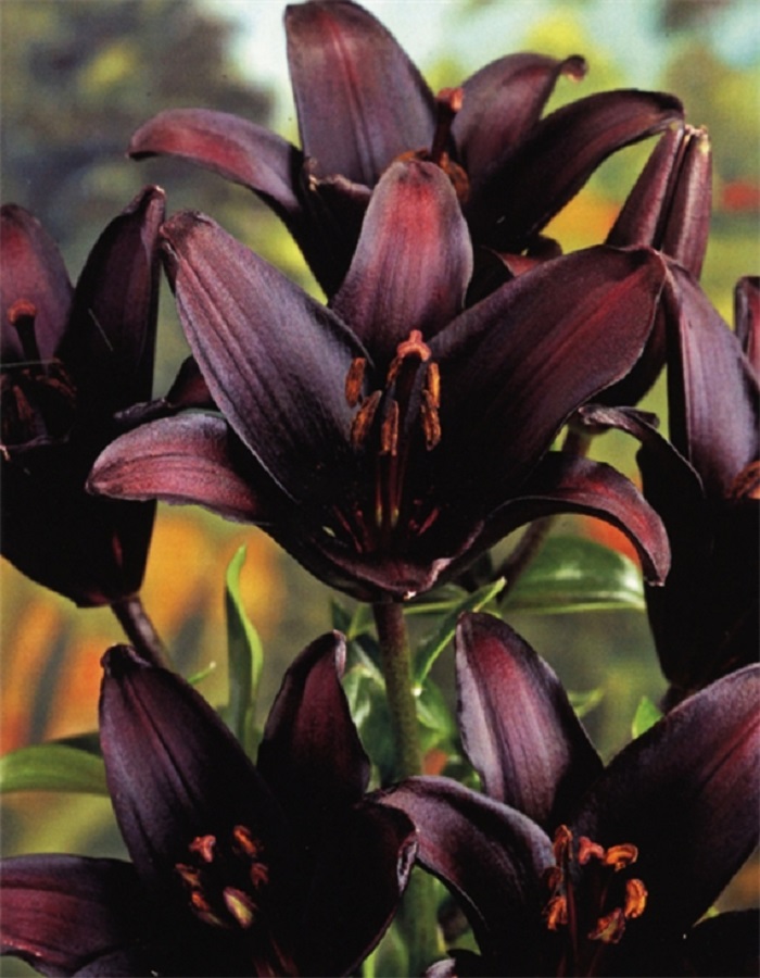 Лилия Ландини
Лилия Ландини