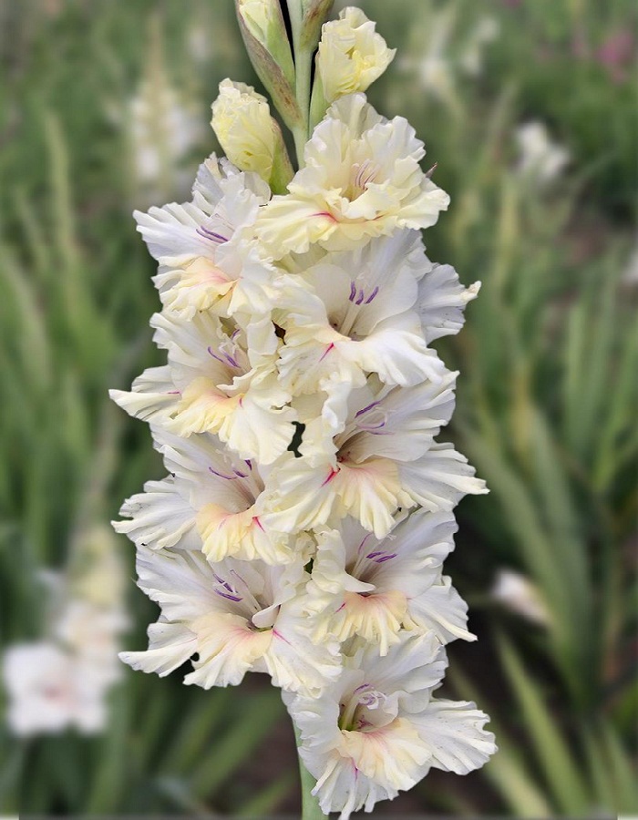 Гладиолус Звезда Пленительного Счастья
Гладиолус Звезда Пленительного Счастья