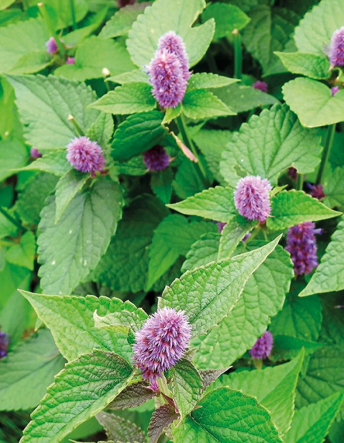 Мята Корейская ASF 1 шт Р9
Мята Корейская ASF 1 шт Р9