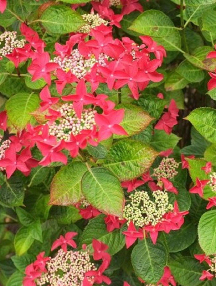 Гортензия крупнолистная Ротшванц 1 шт Р9
Гортензия крупнолистная Ротшванц 1 шт Р9