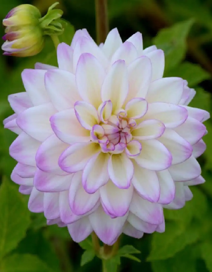 Георгина Орион 1шт
Георгина Орион 1шт