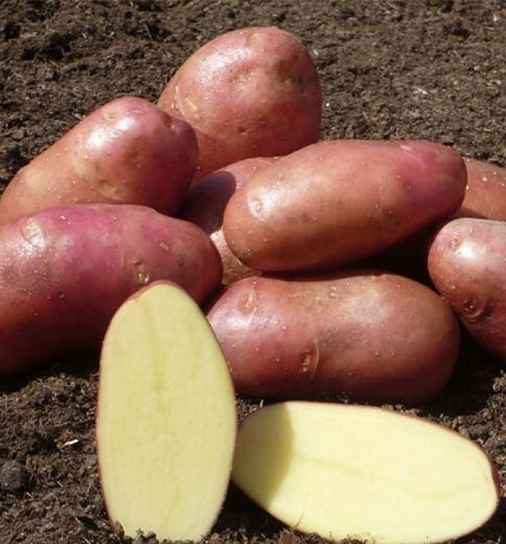 Скидка на картофель