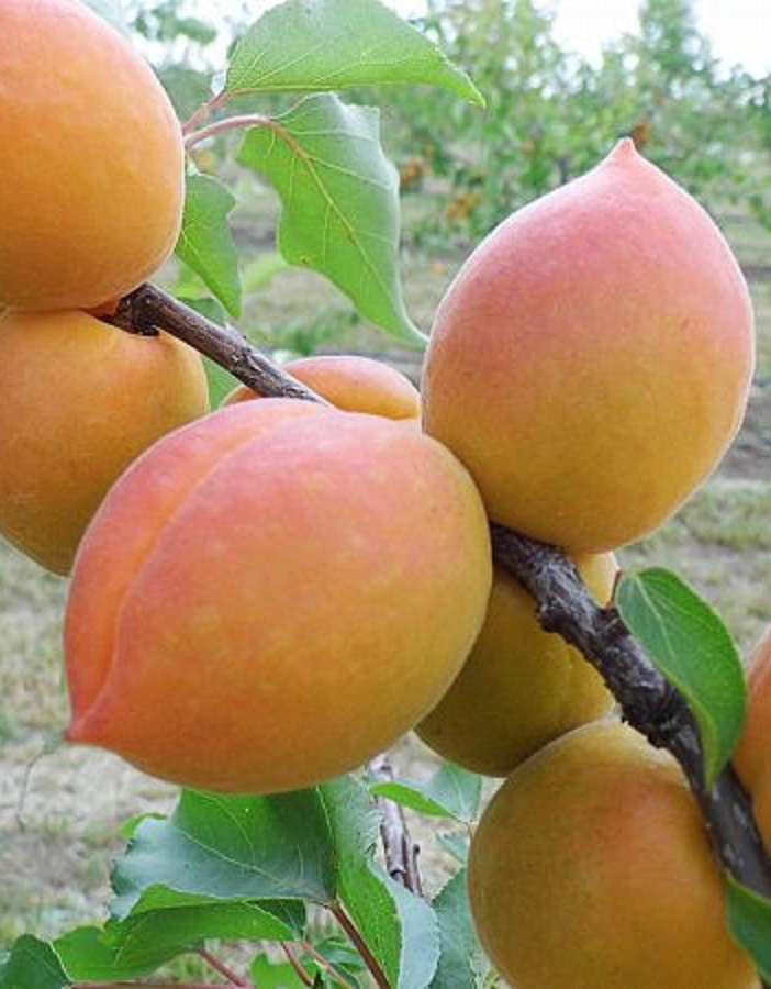 Абрикос Академик
Абрикос Академик