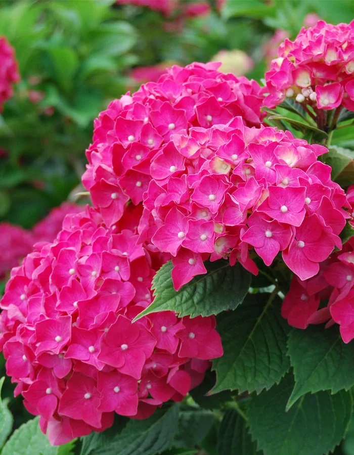 Гортензия крупнолистная Пиа ASF 1 шт Р9
Гортензия крупнолистная Пиа ASF 1 шт Р9