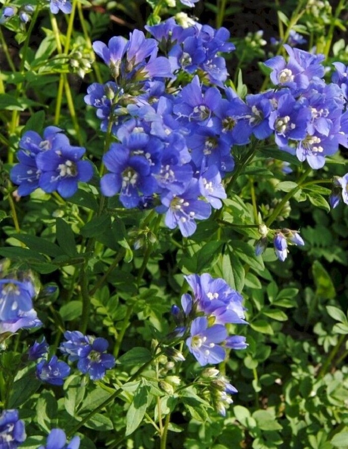 Синюха голубая Блю Перл 1 шт Р9
Синюха голубая Блю Перл 1 шт Р9