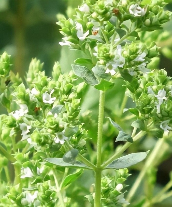 Душица Греческий орегано ASF 1 шт Р9
Душица Греческий орегано ASF 1 шт Р9