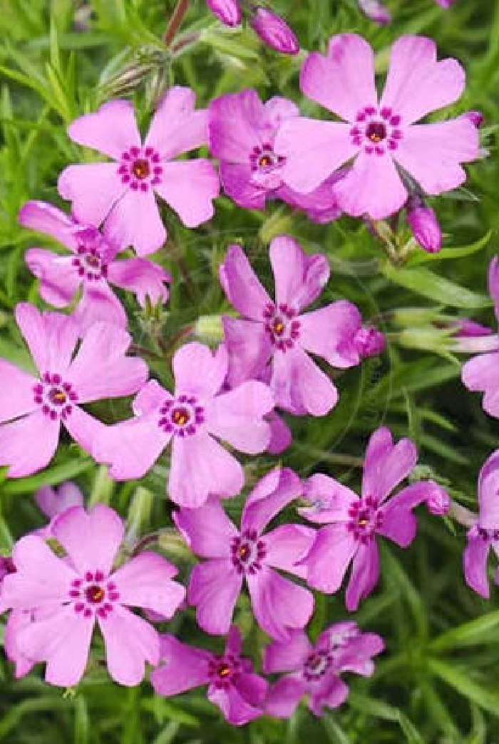 Флокс шиловидный Дарк Розе Ай
Флокс шиловидный Дарк Розе Ай