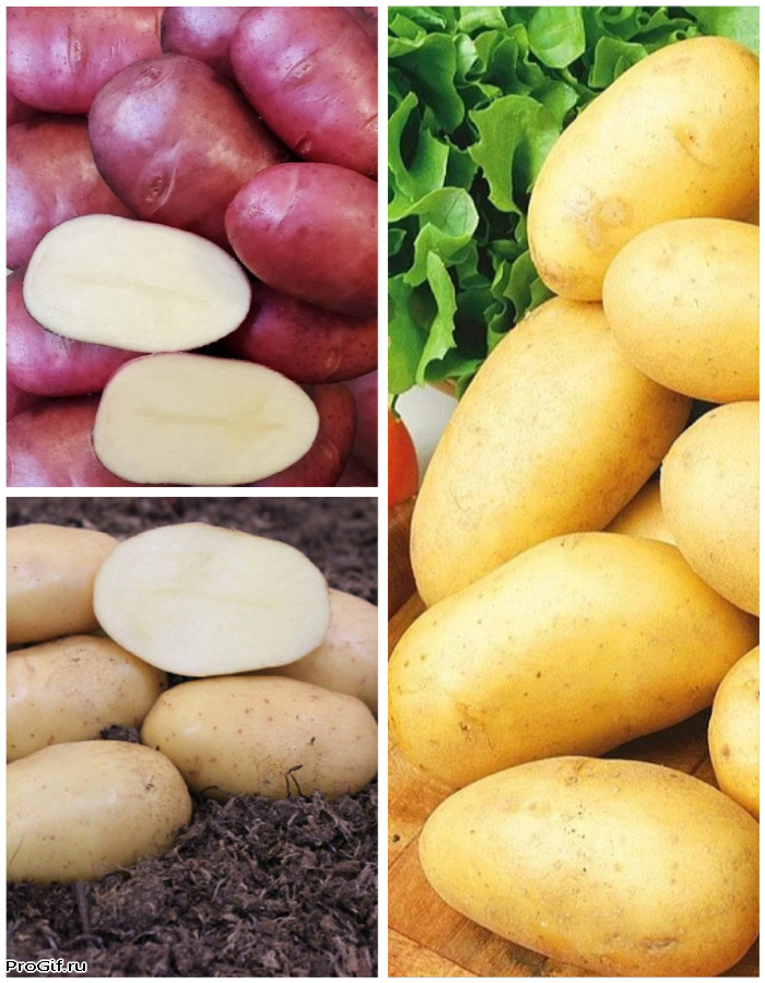 Набор "Золотая середина" 3 сорта (3 кг)
Набор "Золотая середина" 3 сорта (3 кг)