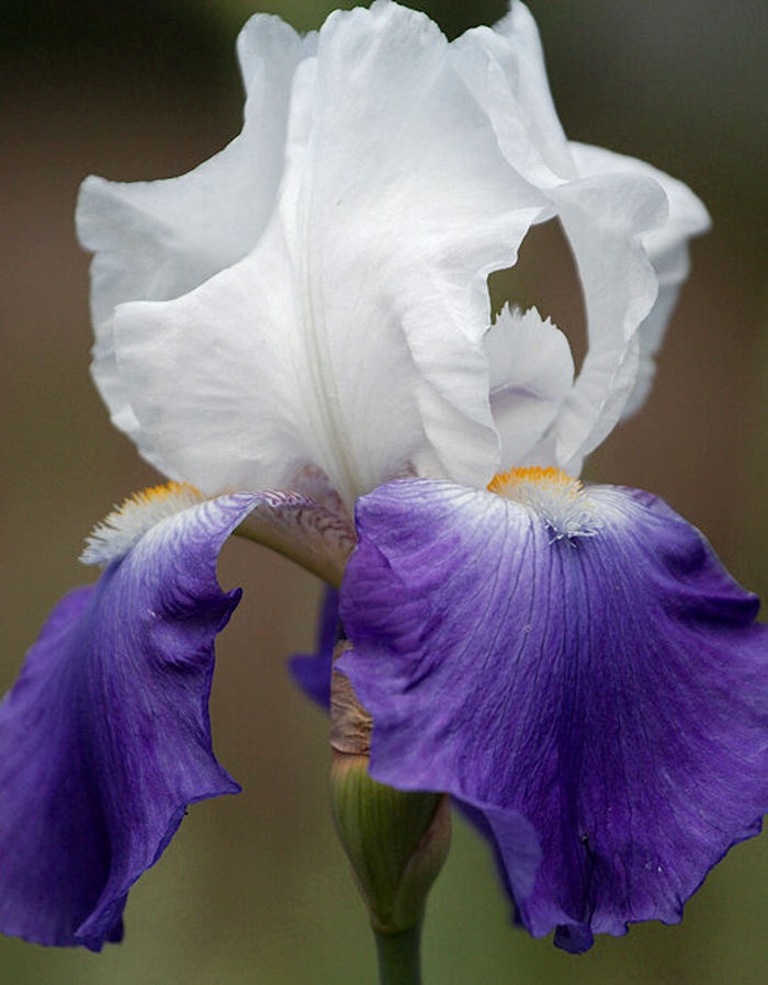 Ирис Американ Пэтриот 1 шт Р9
Ирис Американ Пэтриот 1 шт Р9