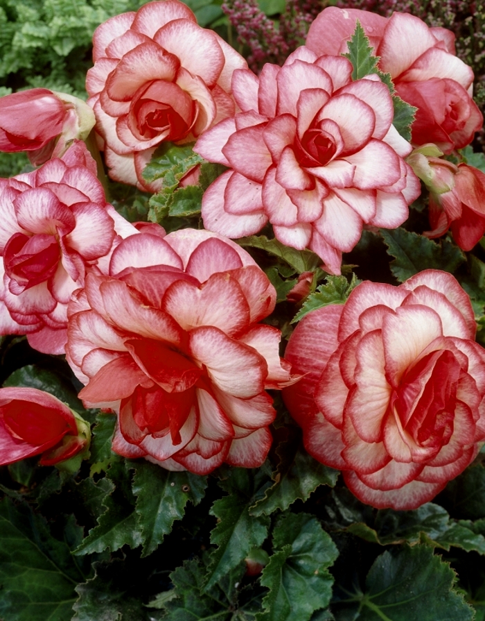 Бегония Мармората
Бегония Мармората