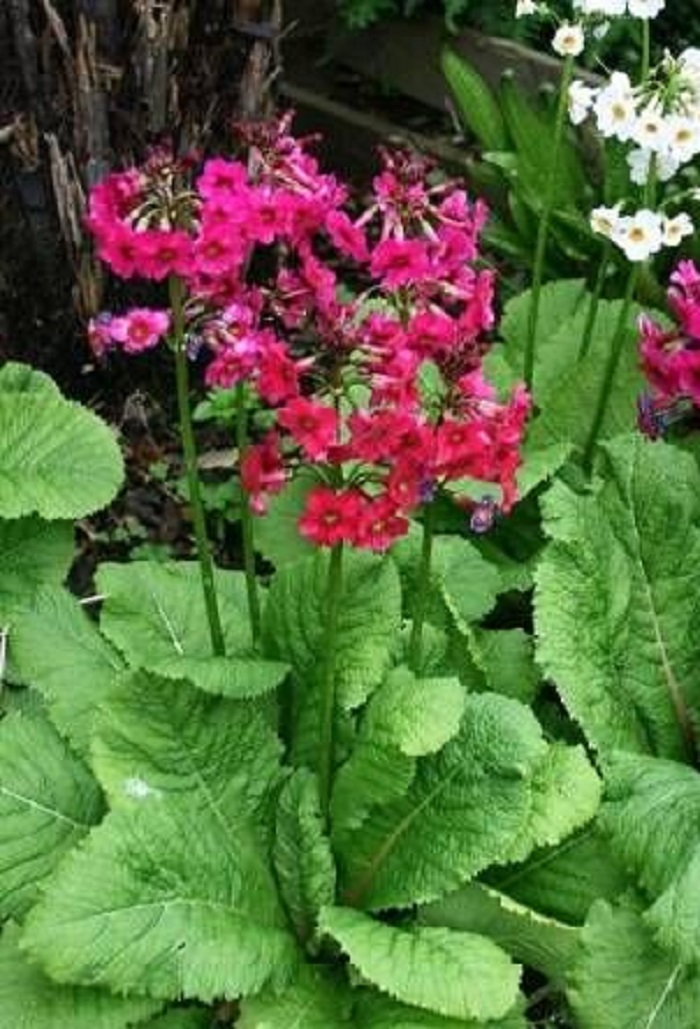 Примула японская Миллерс Кримсон 1 шт Р9
Примула японская Миллерс Кримсон 1 шт Р9