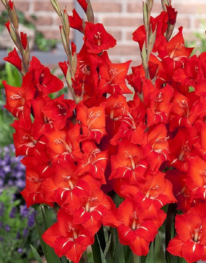 Гладиолус мини Патти
Гладиолус мини Патти