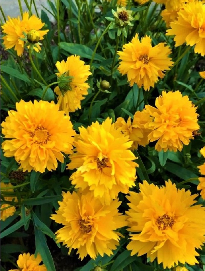 Кореопсис Махровое солнышко ASF 1 шт Р9
Кореопсис Махровое солнышко ASF 1 шт Р9