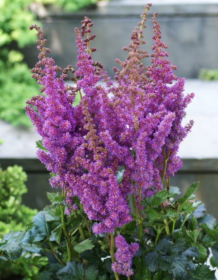 Астильба Блэк Перлс
Астильба Блэк Перлс