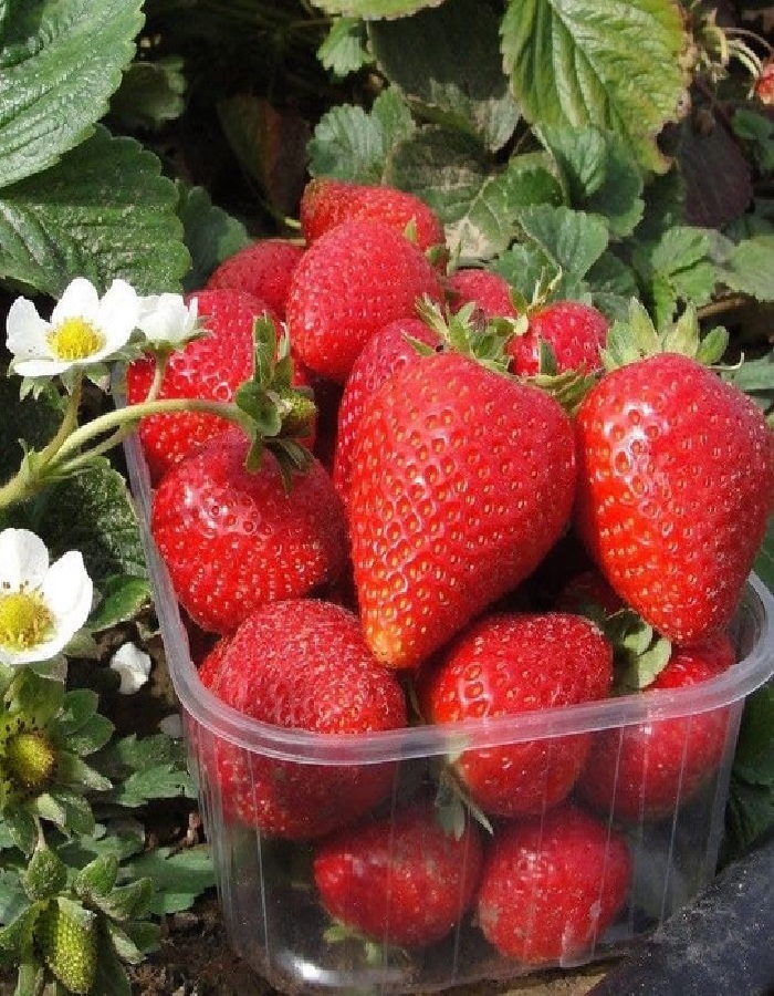 Земляника садовая Альба
Земляника садовая Альба