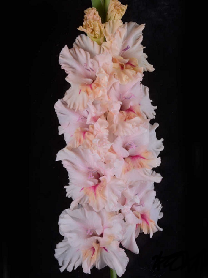 Гладиолус Утренняя Нега
Гладиолус Утренняя Нега