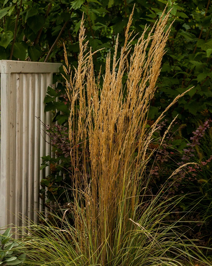 Вейник остроцветковый Карл Форстер 1 шт Р9
Вейник остроцветковый Карл Форстер 1 шт Р9