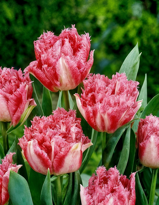 Тюльпан Кул Кристал 1 уп.(6 шт.)
Тюльпан Кул Кристал 1 уп.(6 шт.)