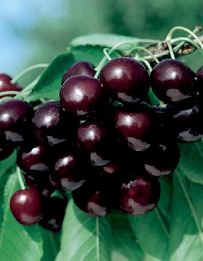 Черешня Бряночка
Черешня Бряночка