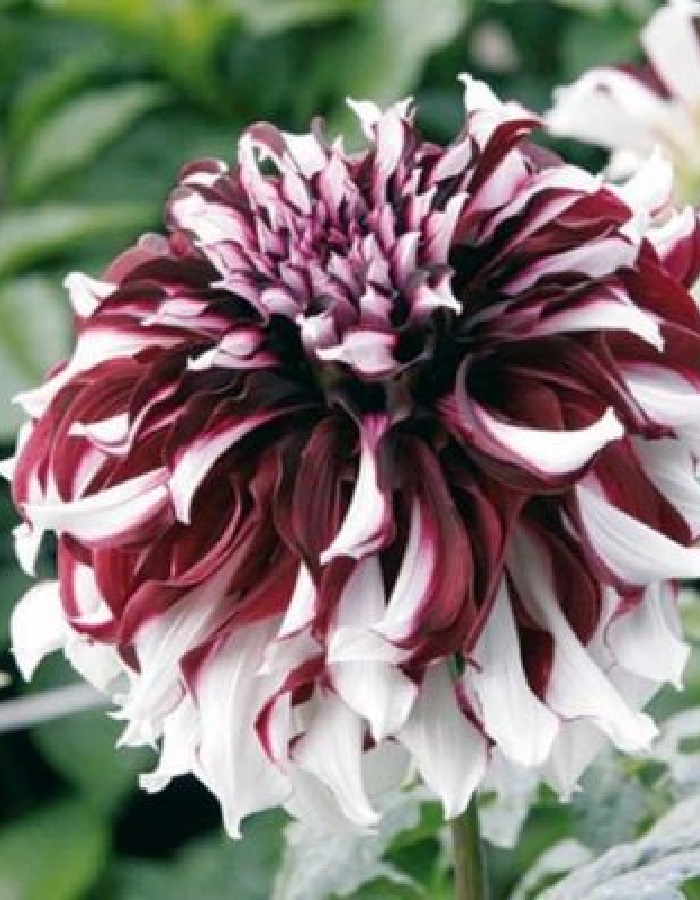 Георгина Тартан 1шт
Георгина Тартан 1шт